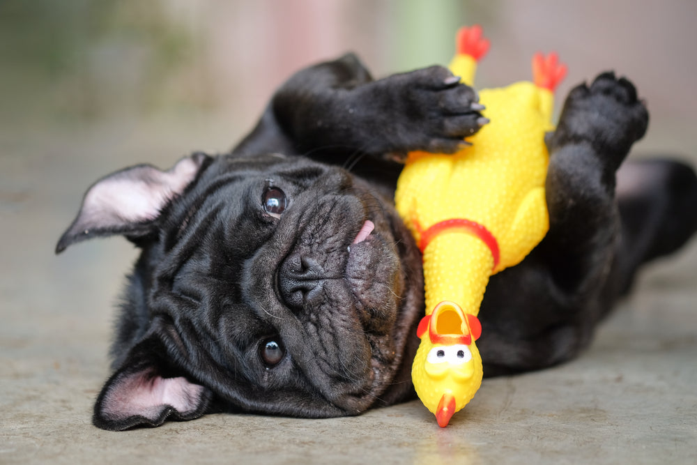 Pet Toys